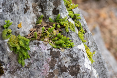 Peperomia berlandieri