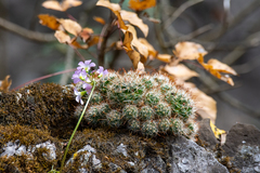 Mammillaria erythrosperma