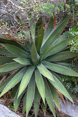 Agave obscura