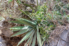 Agave obscura