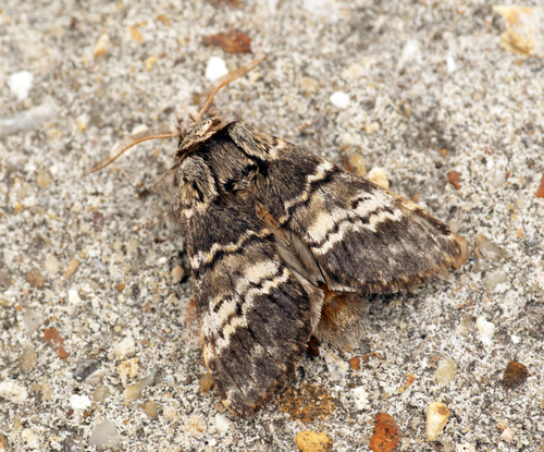 Lunar Marbled Brown