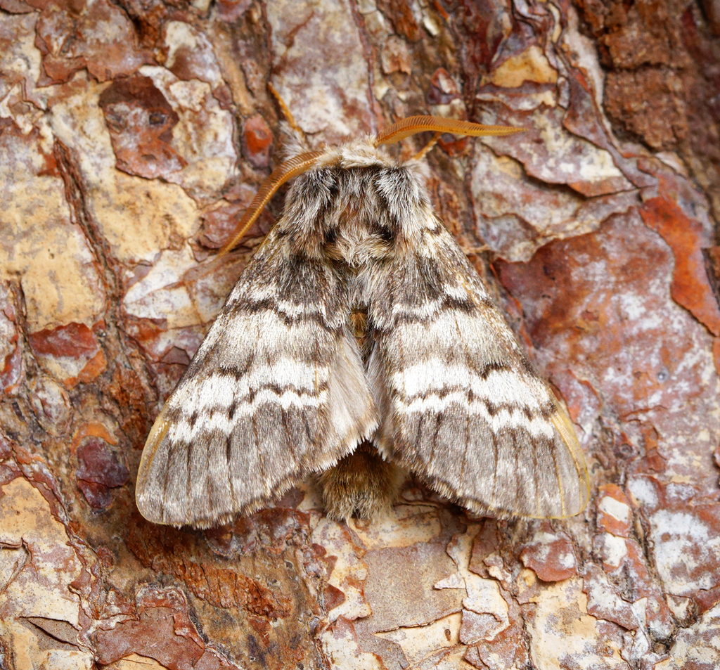 Lunar Marbled Brown