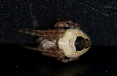 Araneus nordmanni
