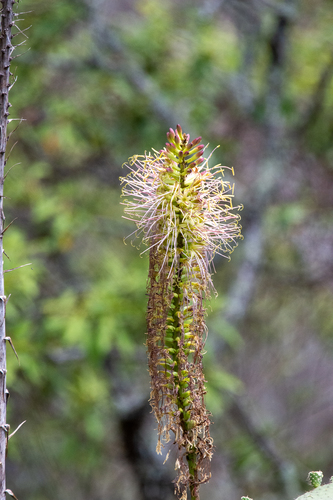 Mitis Century Plant