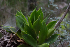 Agave mitis