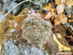 Mammillaria erythrosperma