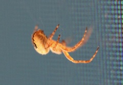 Araneus nordmanni