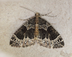 Ecliptopera silaceata