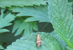 Nemophora degeerella