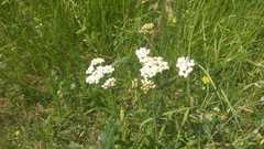 Achillea millefolium