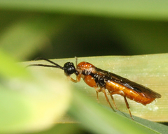 Thrinax dubitata