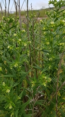 Lithospermum officinale
