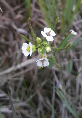 Dontostemon integrifolius