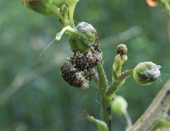 Cionus scrophulariae