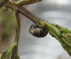 Cionus scrophulariae