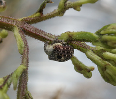 Cionus scrophulariae