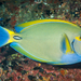 Eyestripe Surgeonfish - Photo (c) David R, some rights reserved (CC BY-NC), uploaded by David R