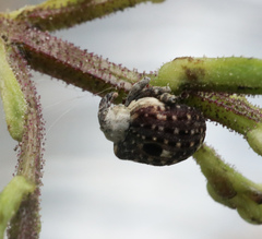 Cionus scrophulariae