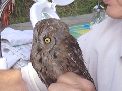 Otus scops