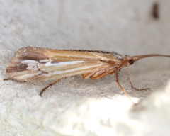 Limnephilus ornatus