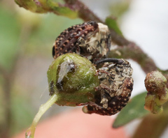 Cionus scrophulariae