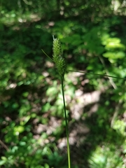 Carex hirsutella