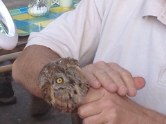 Otus scops