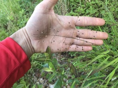 Dichanthelium bicknellii