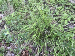 Dichanthelium bicknellii