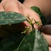 Haptanthus hazlettii - Photo no hay derechos reservados, subido por Alexey Shipunov