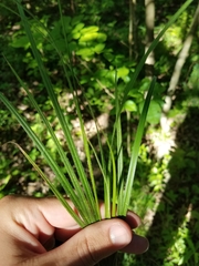 Carex hirsutella