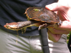 Hydromedusa maximiliani