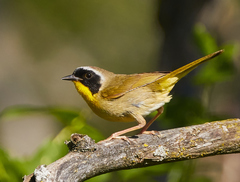 Common Yellowthroat photo 2