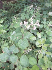 Rubus bartonii