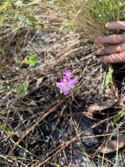 Calopogon multiflorus