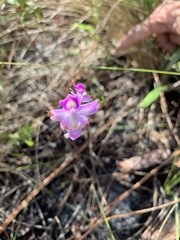 Calopogon multiflorus