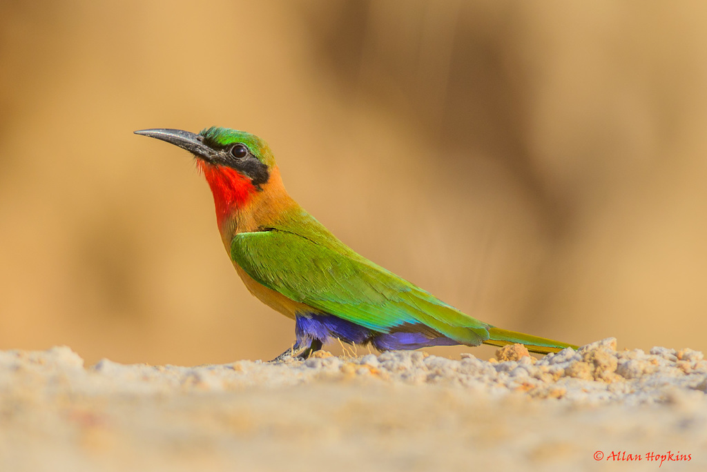 Red-throated Bee-eater photo