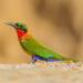 Red-throated Bee-Eater - Photo (c) Allan Hopkins, some rights reserved (CC BY-NC-ND)