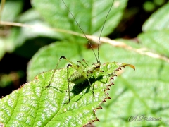 Phaneroptera