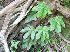 Pterospermum heterophyllum