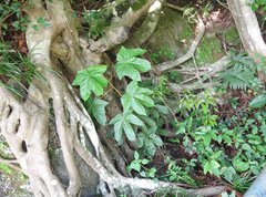 Pterospermum heterophyllum