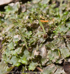 Pellia neesiana