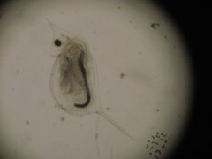 Daphnia lumholtzi