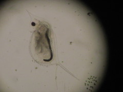 Daphnia lumholtzi
