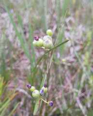 Sisyrinchium septentrionale