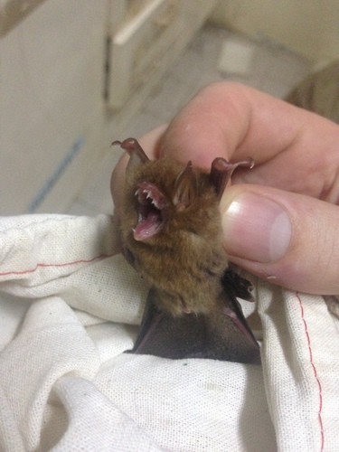Small Woolly Bat
