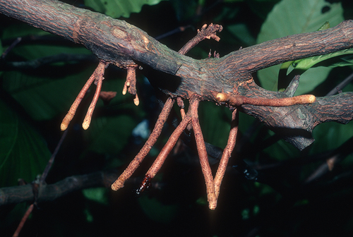 Dillenia suffruticosa