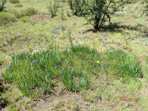 Agapanthus campanulatus image