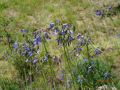 Agapanthus campanulatus image