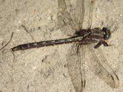 Phanogomphus lividus